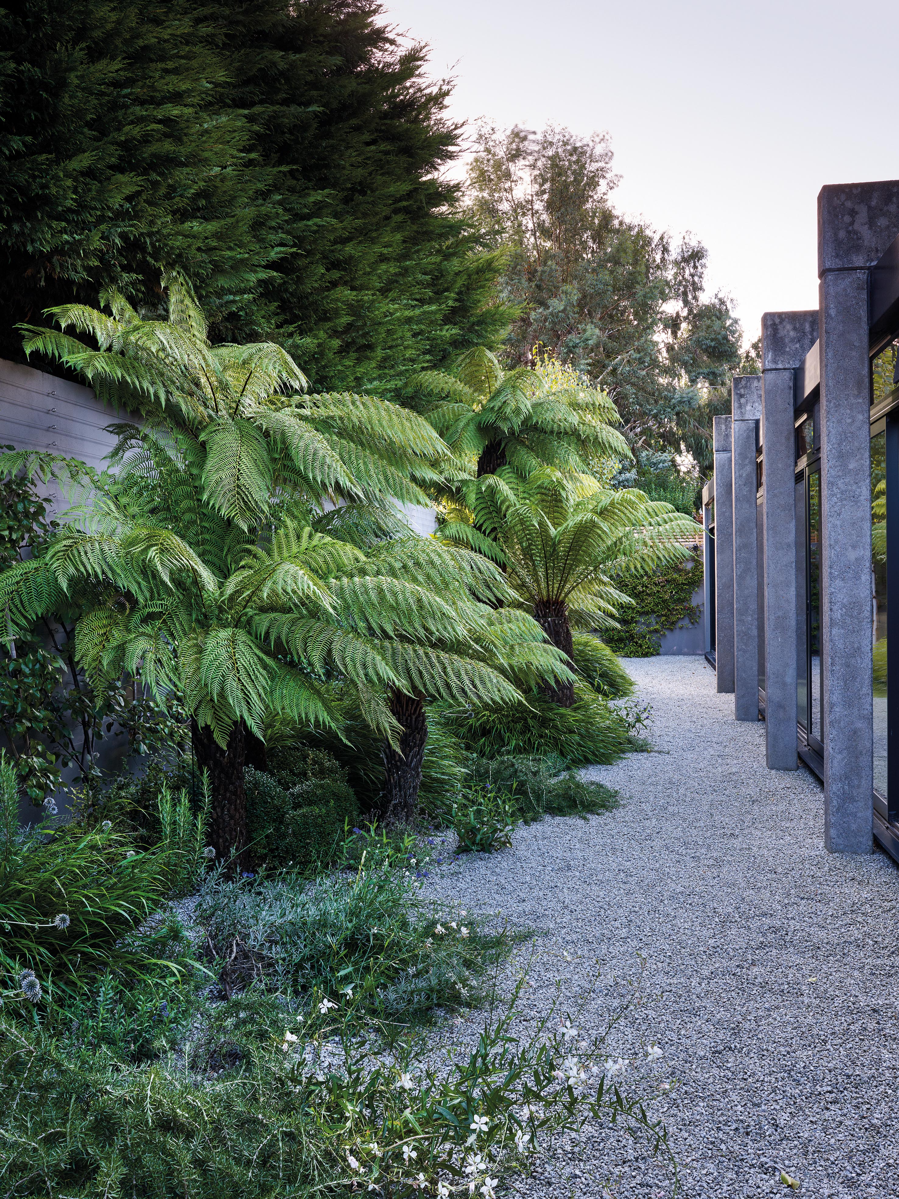 Tree ferns underplanted with Hakonechloa in Adam Sykes London Garden