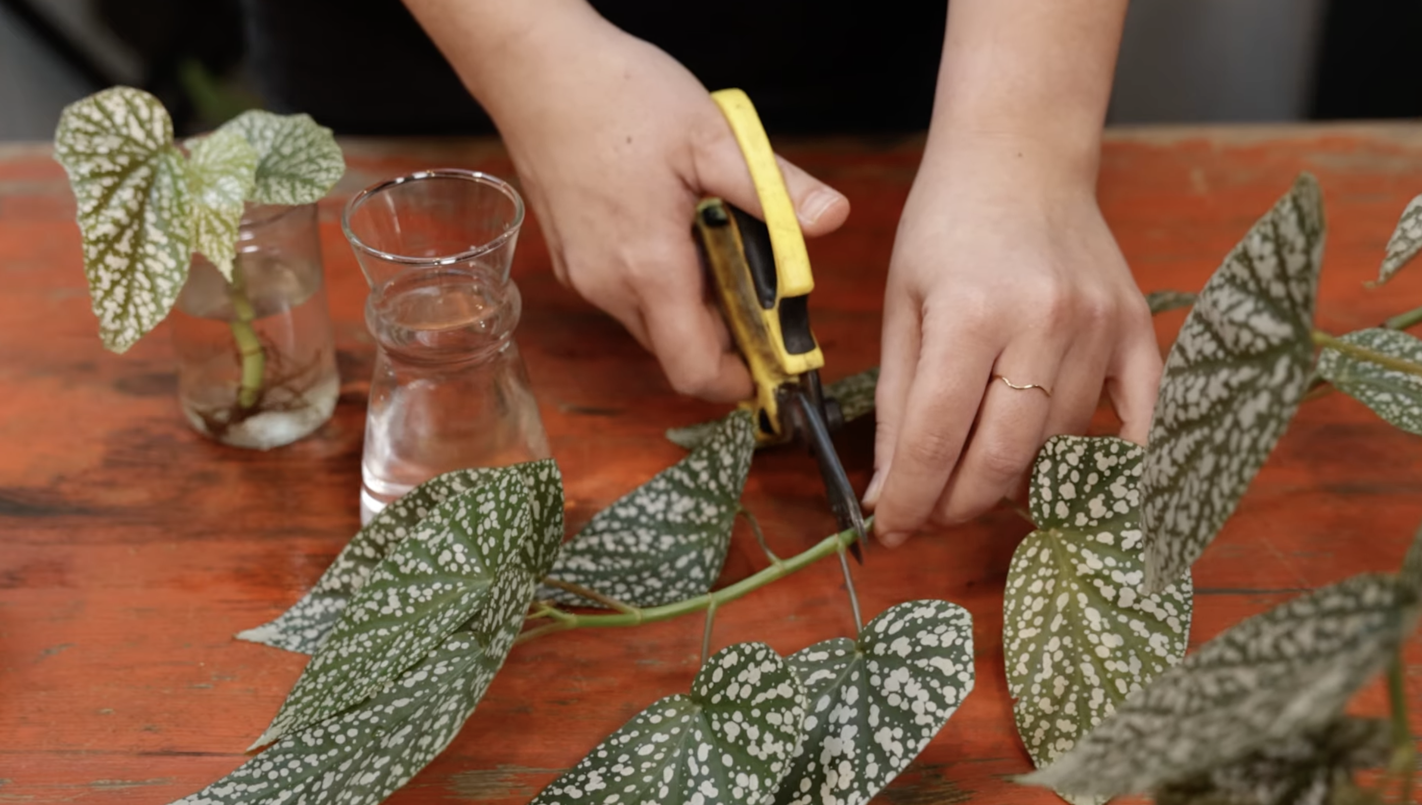 How to propagate your house plants with stem cuttings