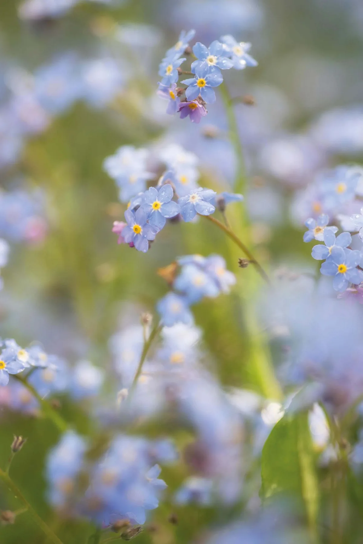 Myosotis sylvatica forget-me-not