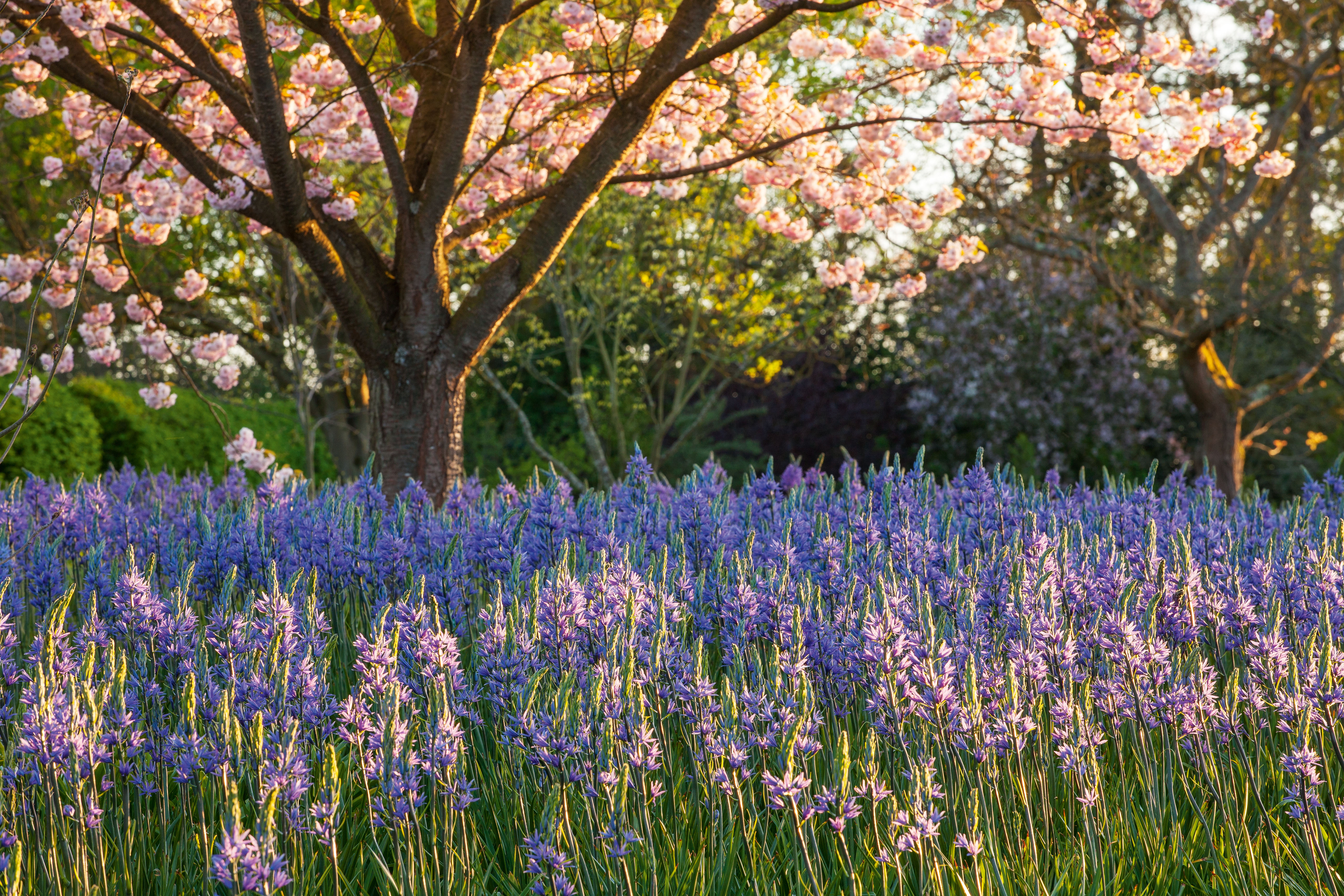 A meadow of camassias