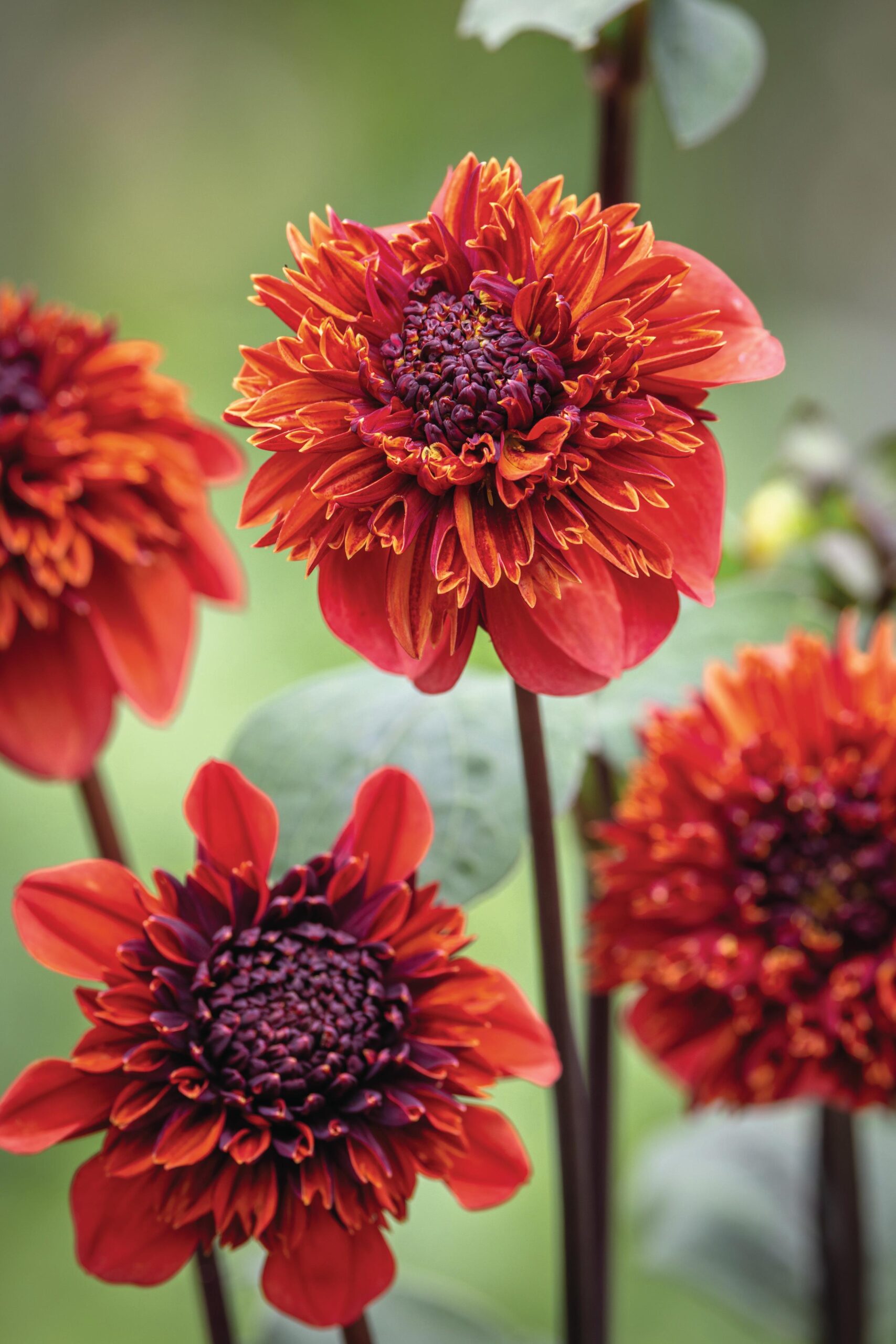 Dahlia 'Adam's Choice'