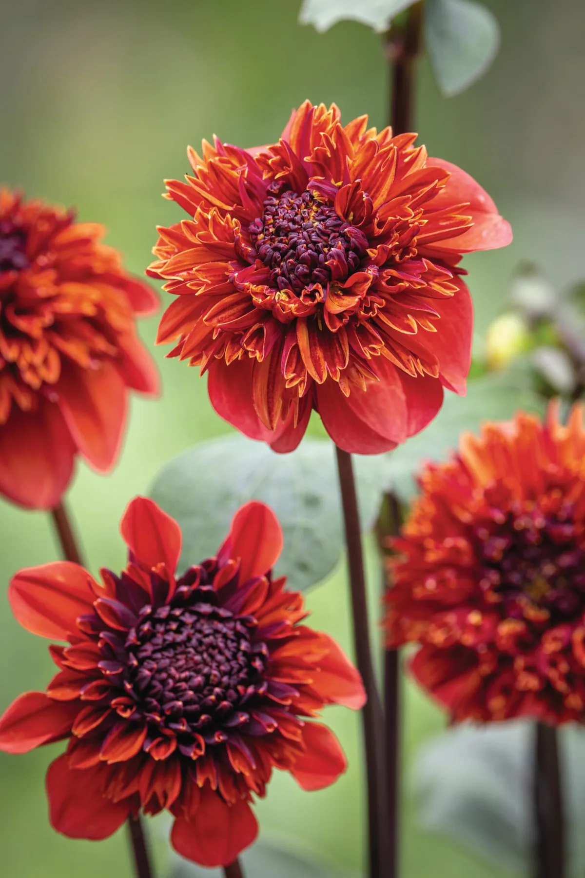Dahlia 'Adam's Choice'