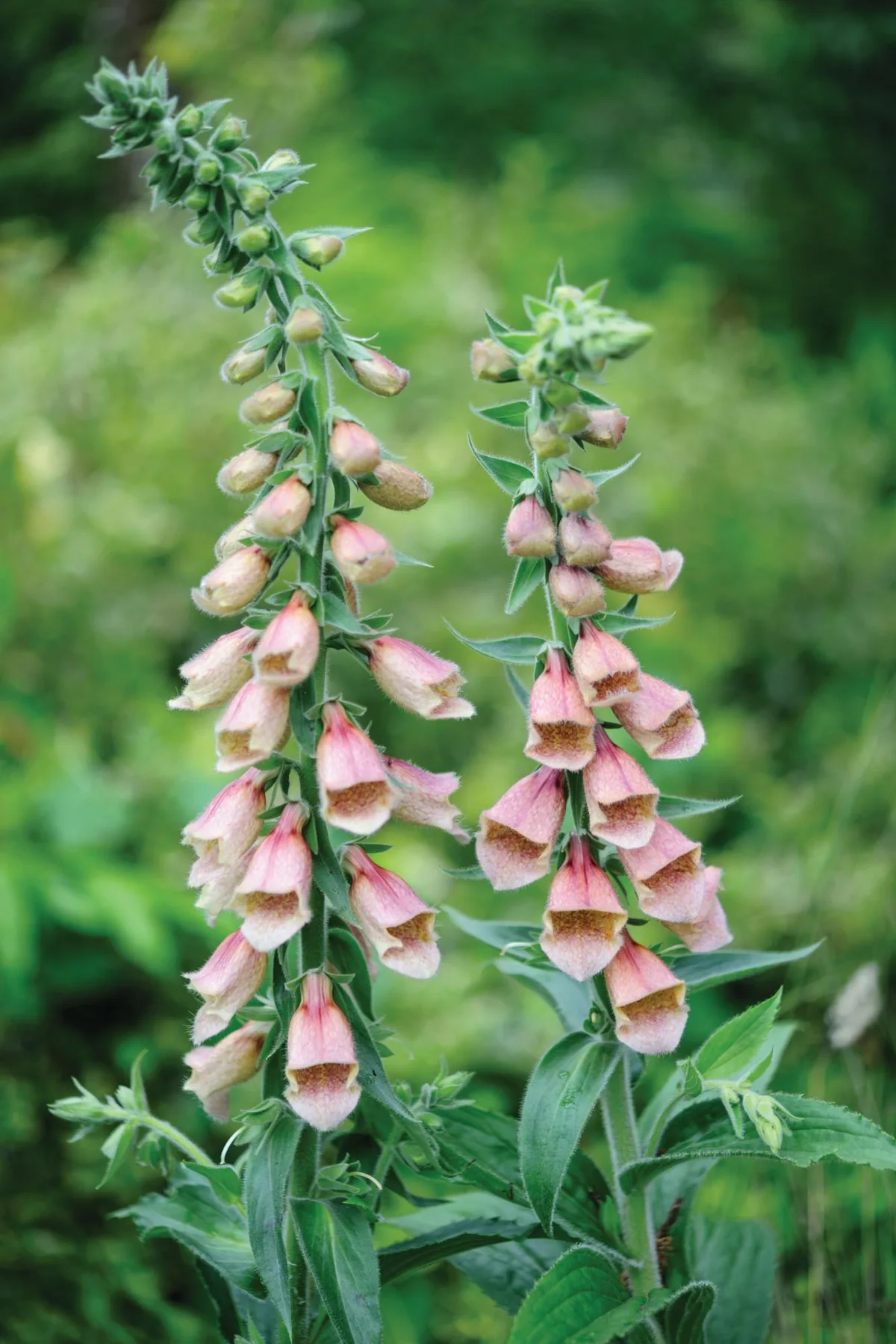 Digitalis ‘Polkadot Polly’