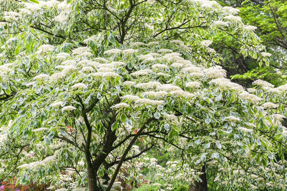 Cornus controversa Variegata Franz Type