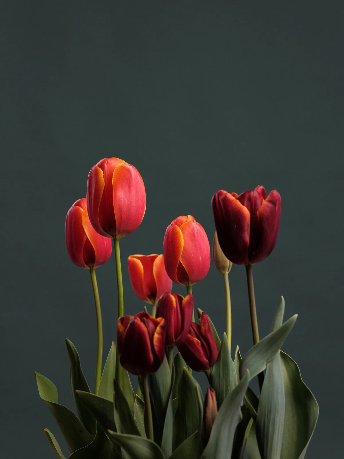 Tulipa 'Ad Rem' & 'Abu Hassan'