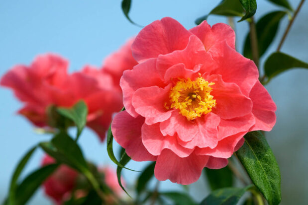 Camellia 'Francie L'