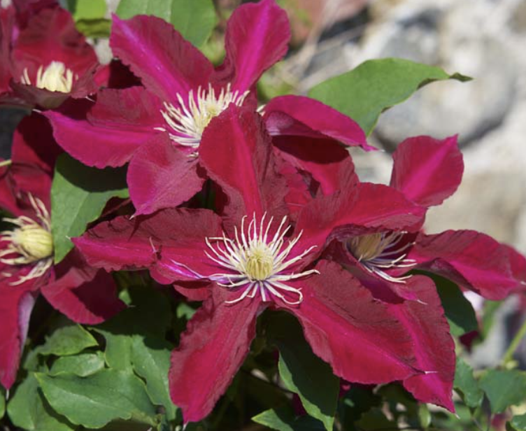 Clematis ELPIS (Evigsy154)