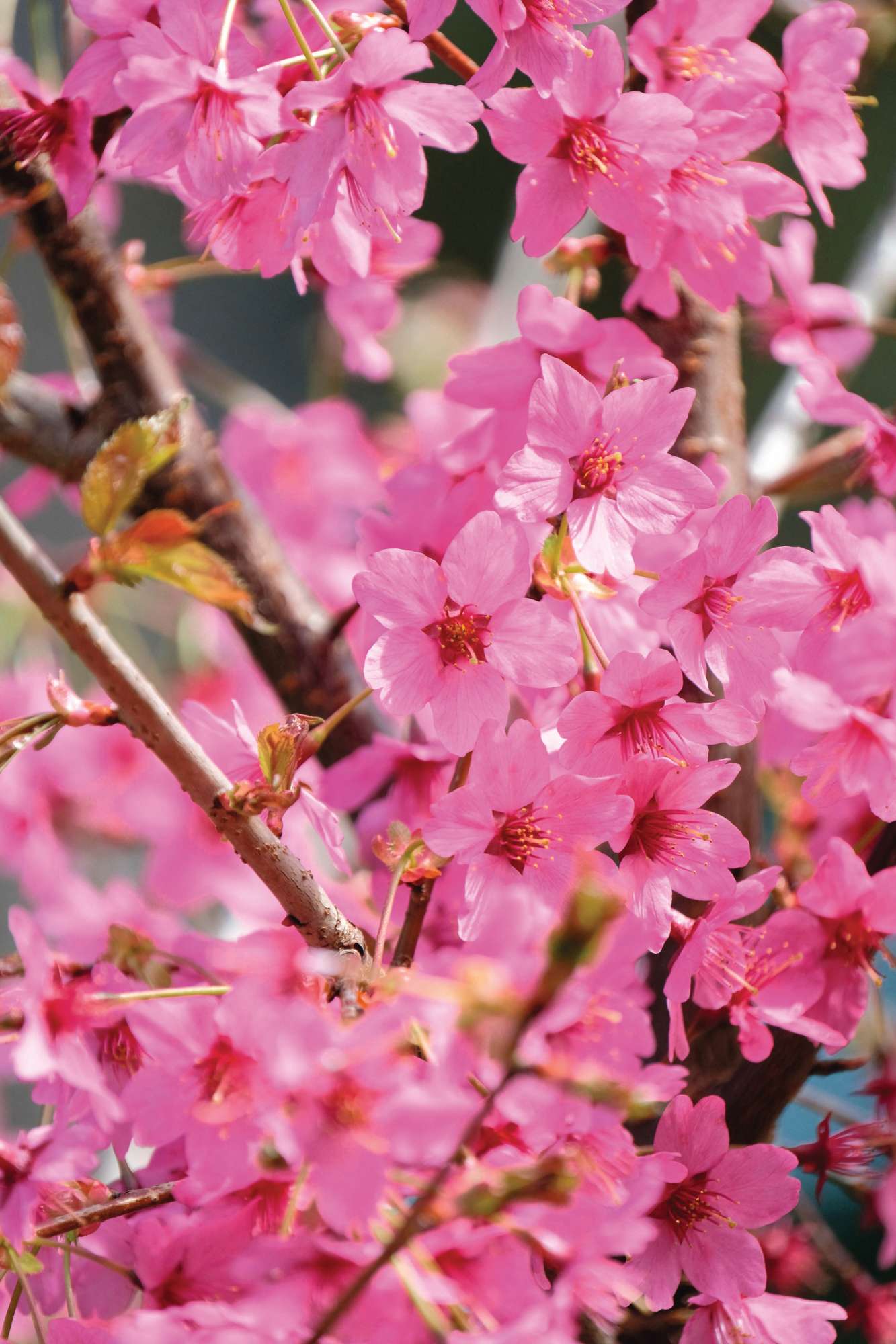 Prunus 'Collingwood Ingram' © P Tomlins / Alamy Stock Photo