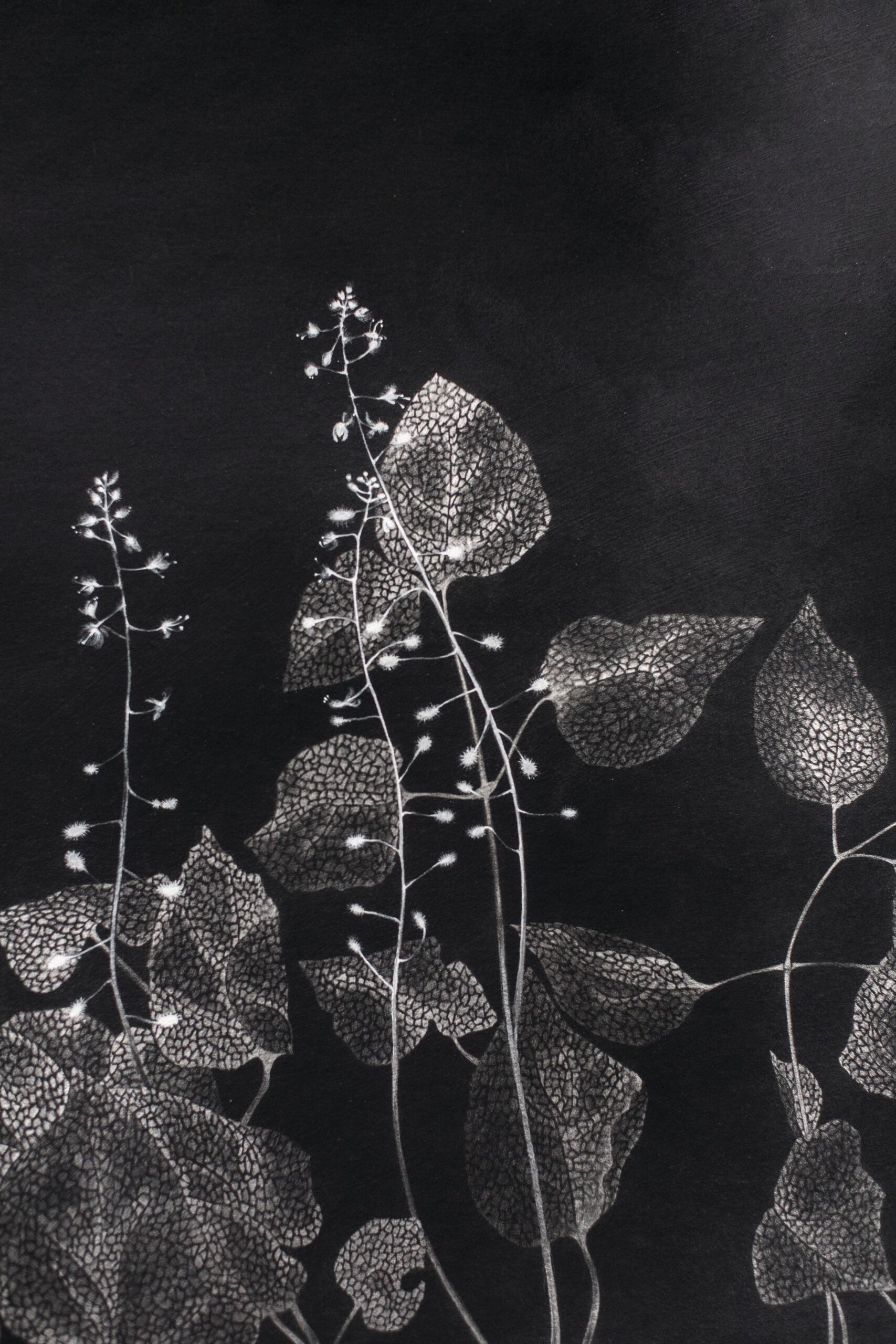 Allison Sylvester's drawing of a delicate Circaea lutetiana