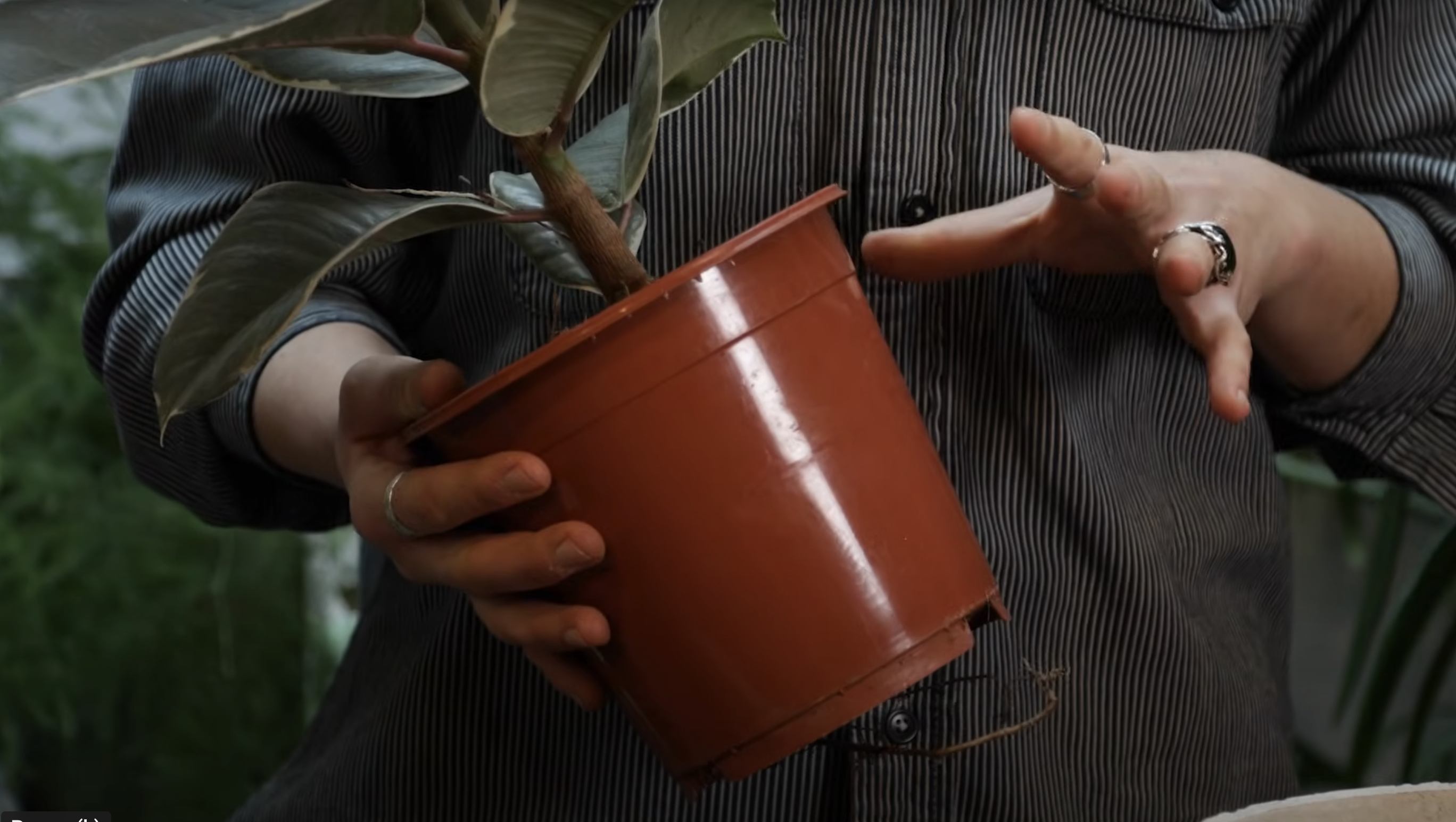 How to repot your houseplant