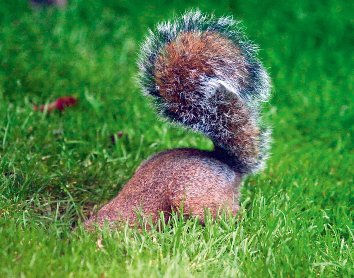 Squirrel digging up bulbs