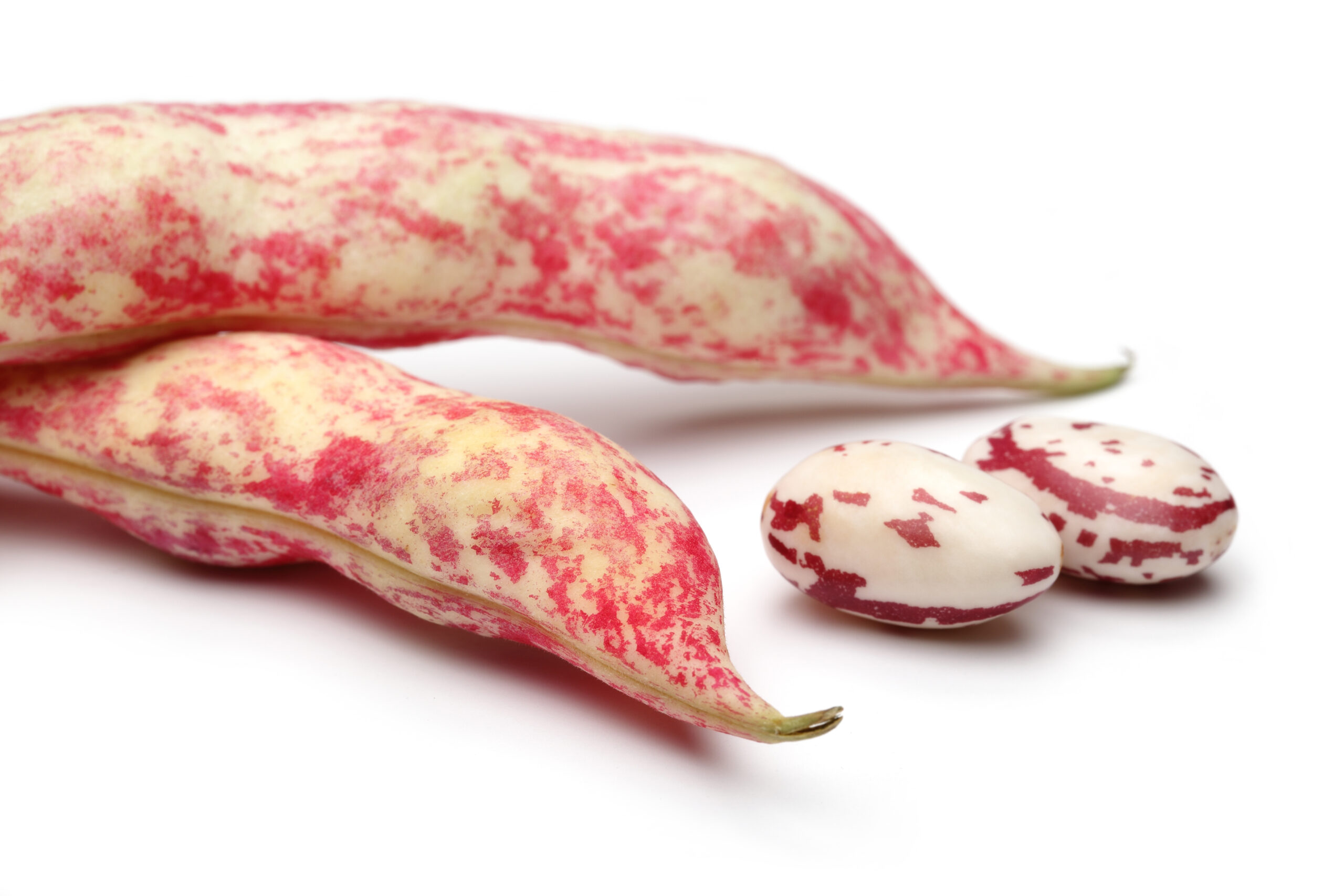 Borlotti bean
