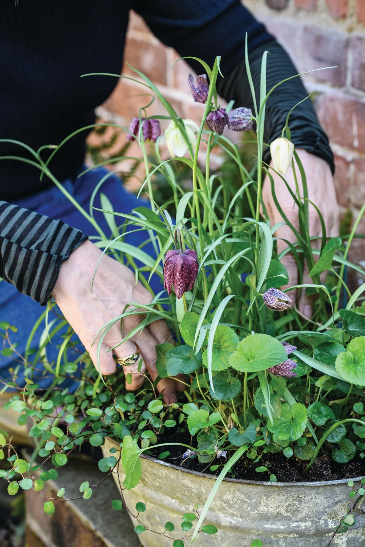 Jo Thompson's early spring fritillaria and viola pot