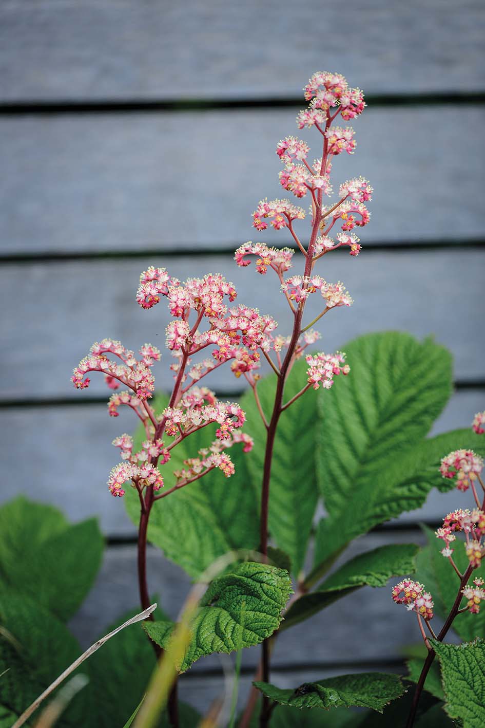 Rodgersia ‘Herkules’