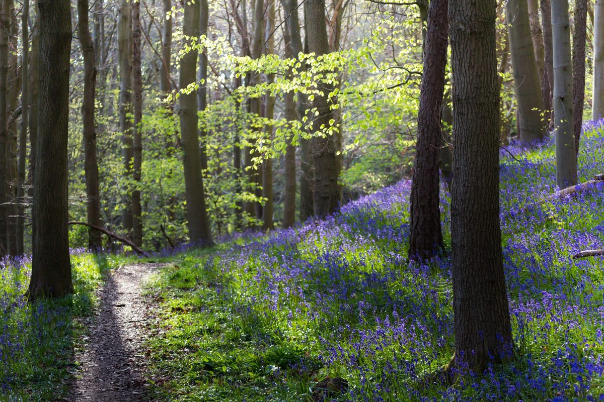 Britain’s woodland wildflowers: a tour of the forest floor | Gardens ...