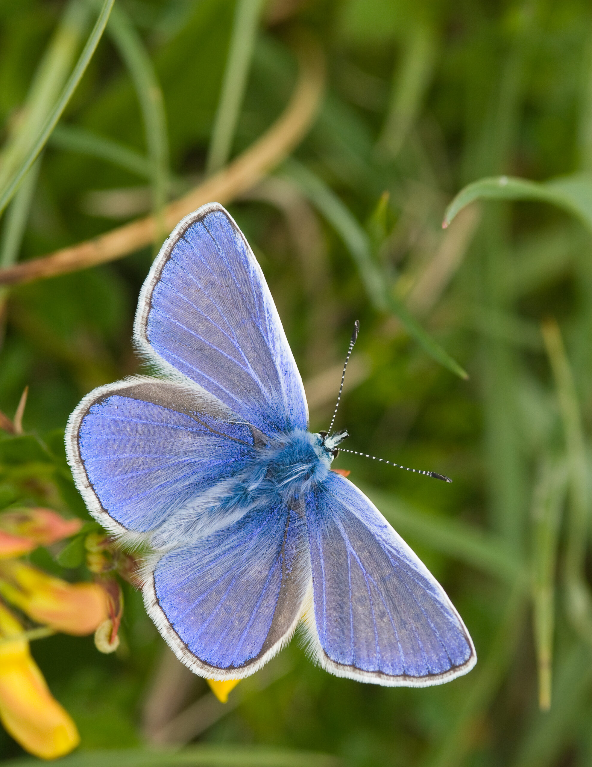 Common Blue