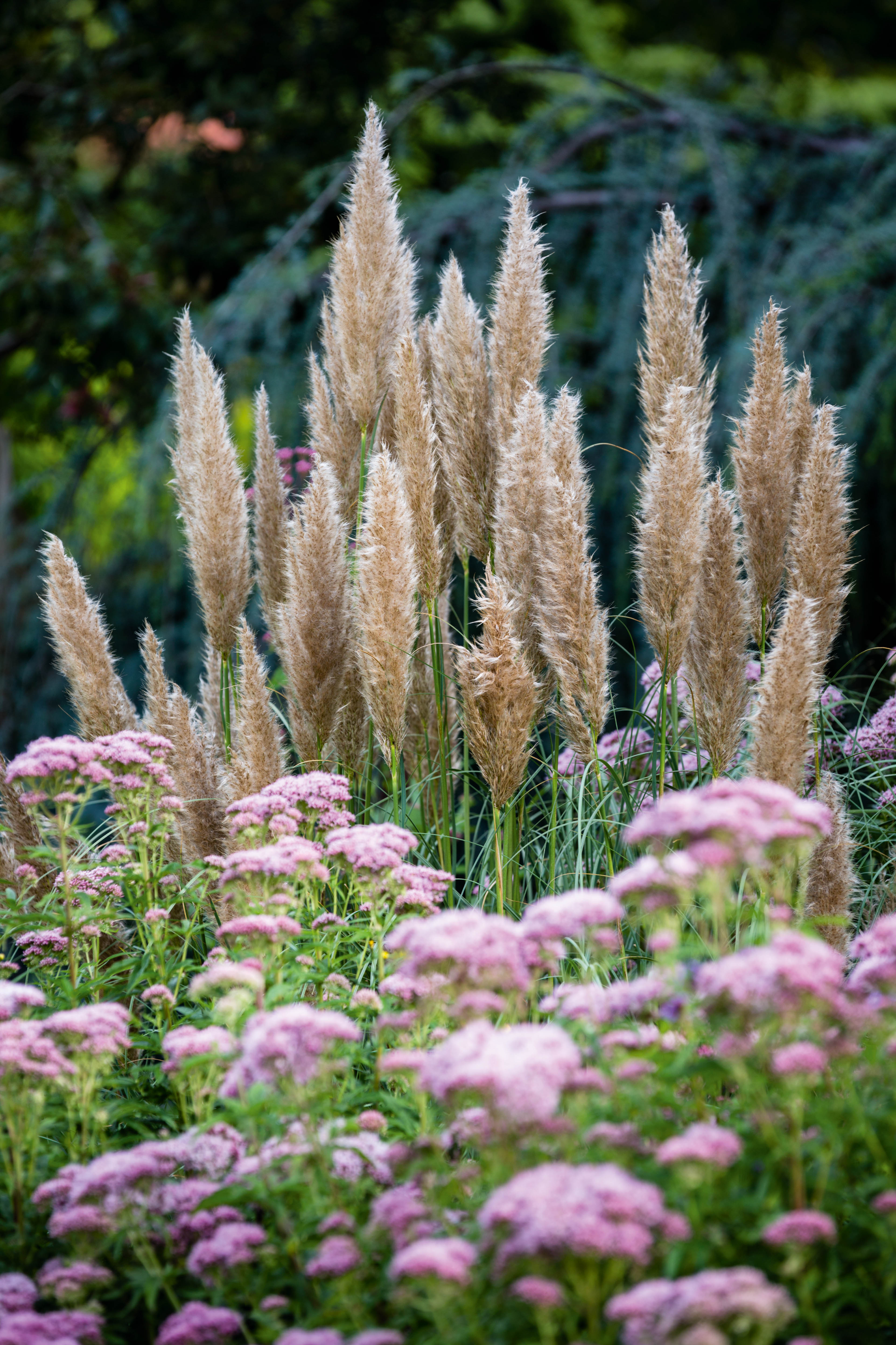 How to grow, care for and dry pampas grass