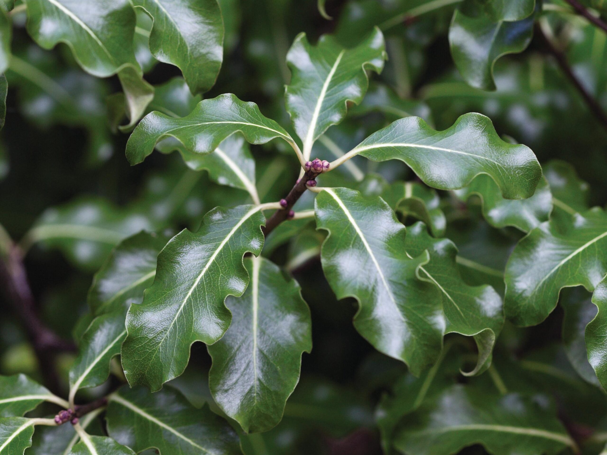 Pittosporum tenuifolium © GAP Photos / Rob Whitworth