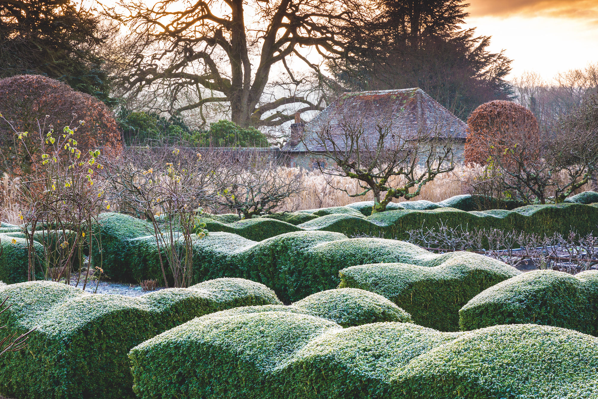 View from within the walled garden across Buxus sempervivens wave hedge with frost. Designed by Arne Maynard.