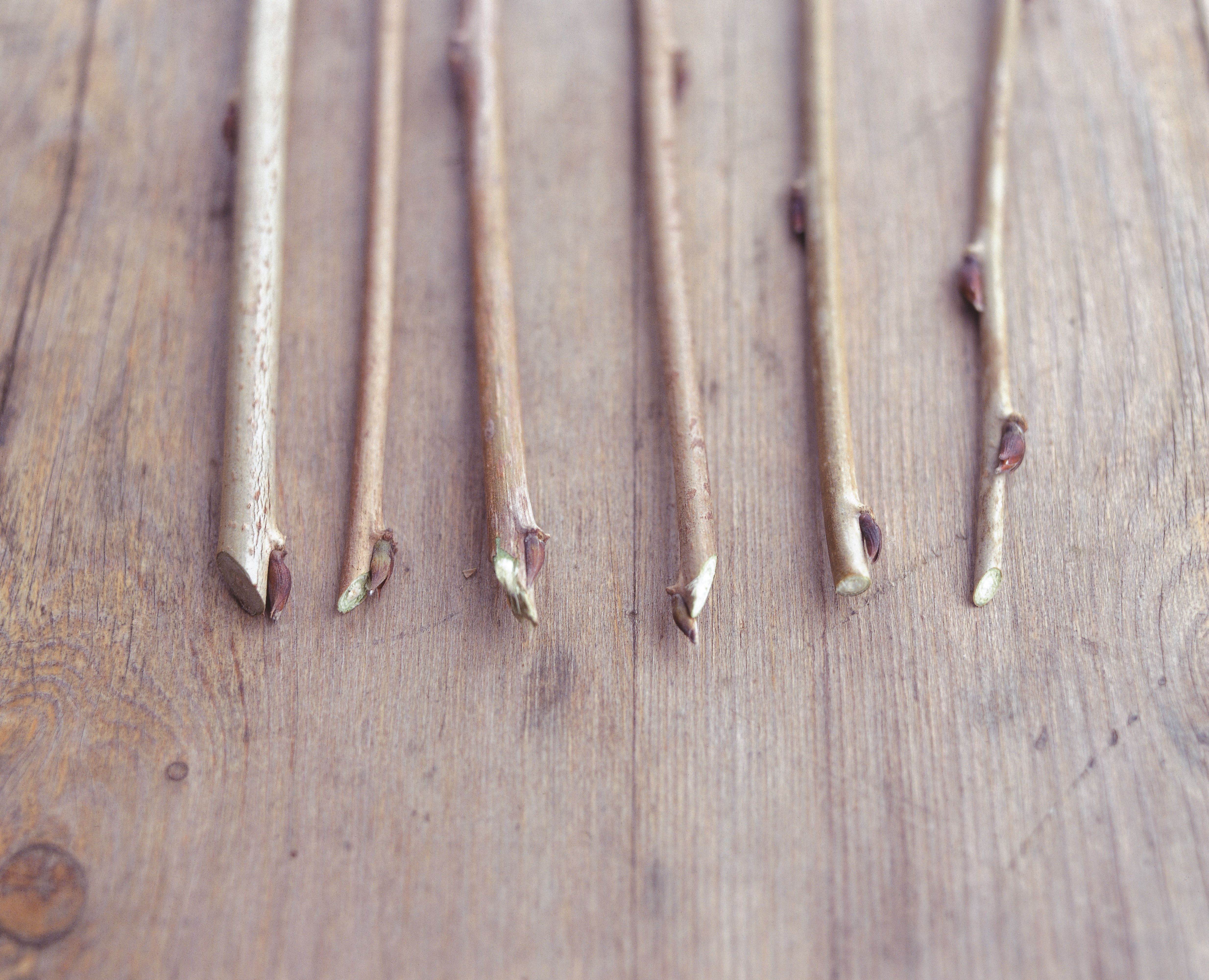 How to cut when you prune