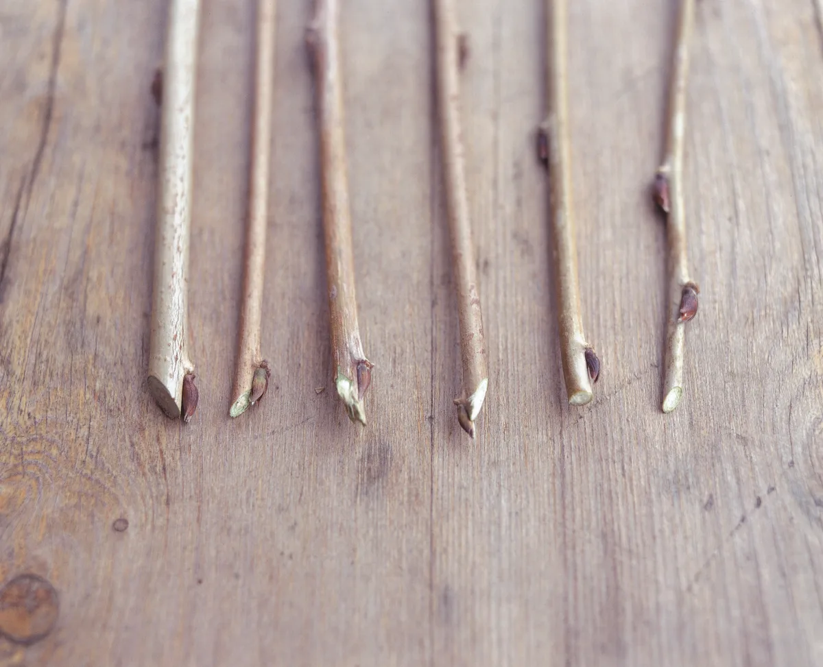 How to cut when you prune