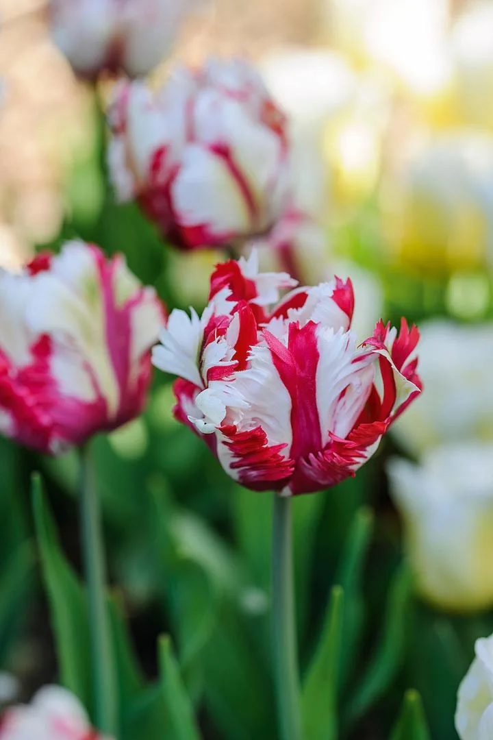Tulipa ‘Estella Rijnveld’ One of the best of the Parrot tulips, the petals exuberantly ruffled in red and white. Raised in the Netherlands in 1954 by Dr de Mol and named after his wife. Flowers in May. 55cm. RHS H6, USDA 3a-8b.