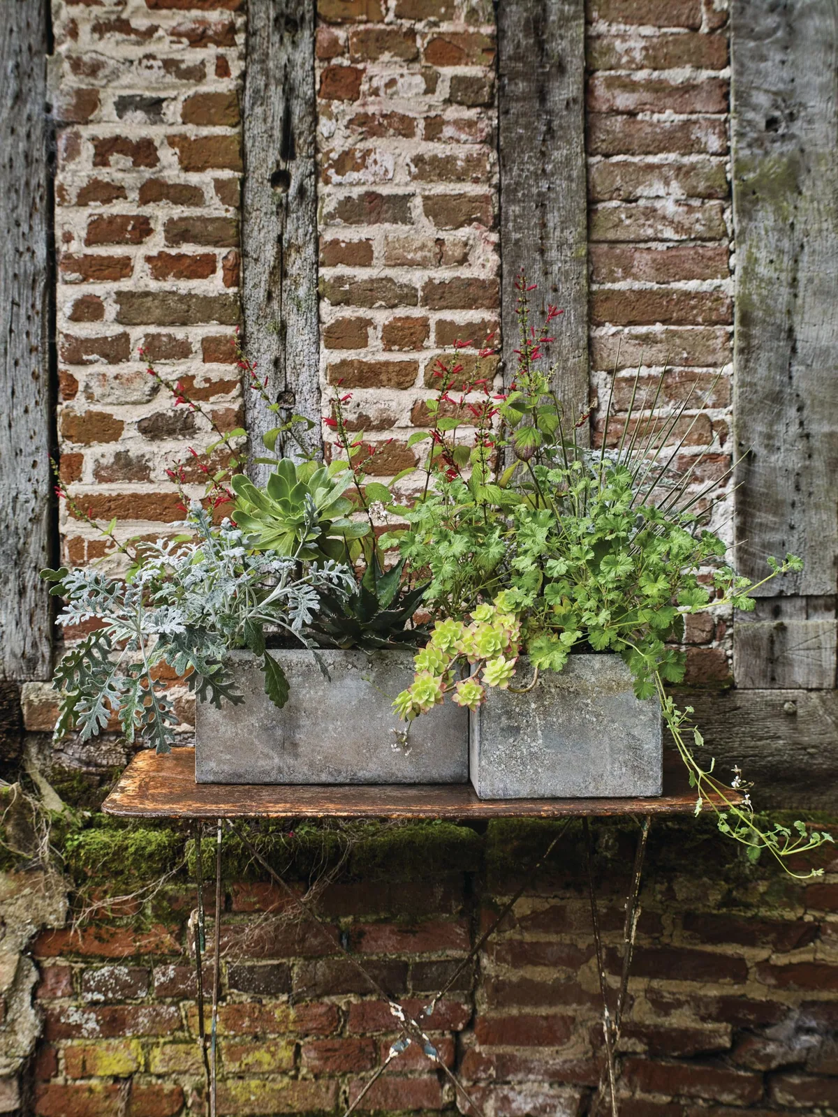 Plants in metal containers