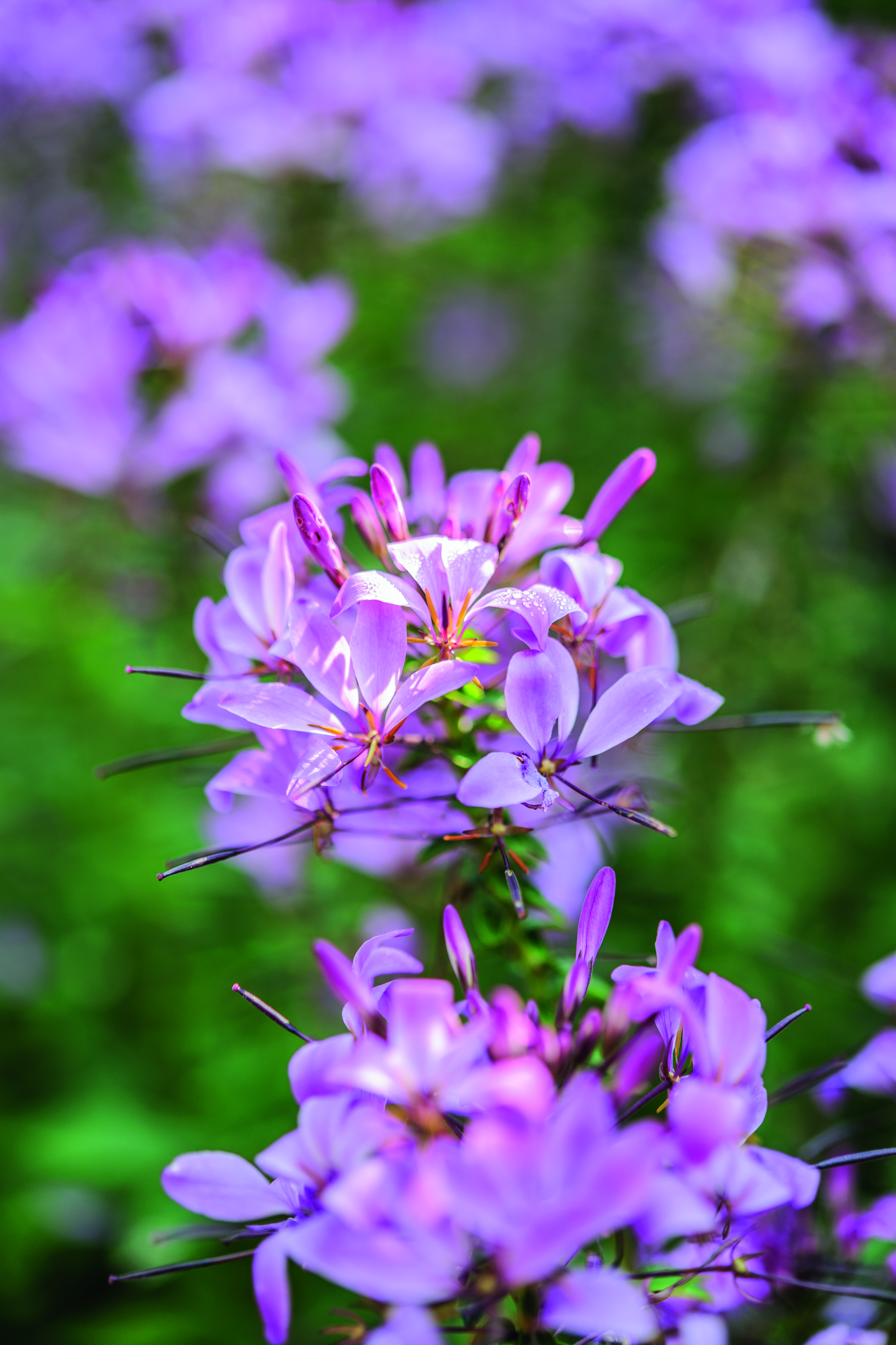 September flowers and plants: Cleome 'Senorita Rosalita' © Jason Ingram
