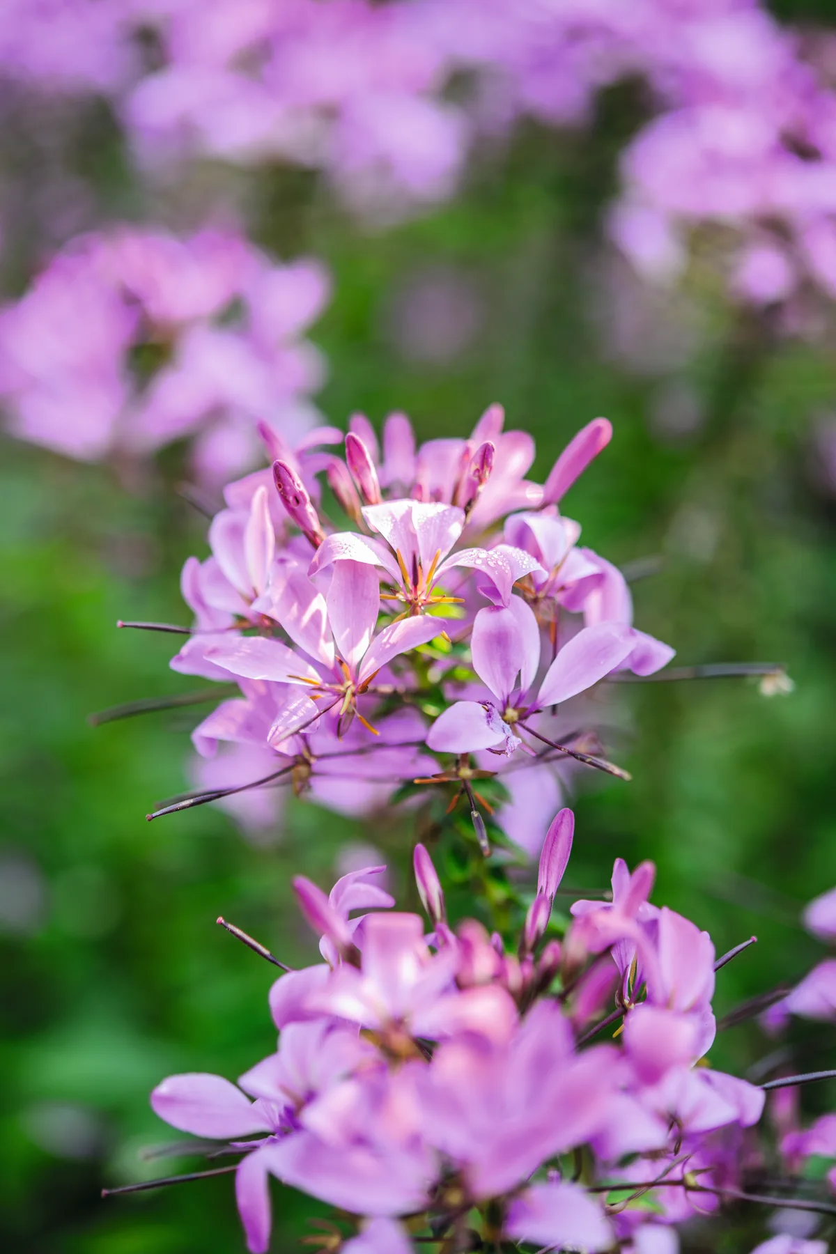 September flowers and plants: Cleome 'Senorita Rosalita' © Jason Ingram