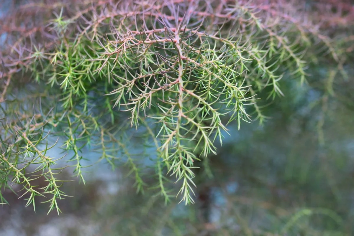 Cryptomeria japonica ‘Elegans Compacta’