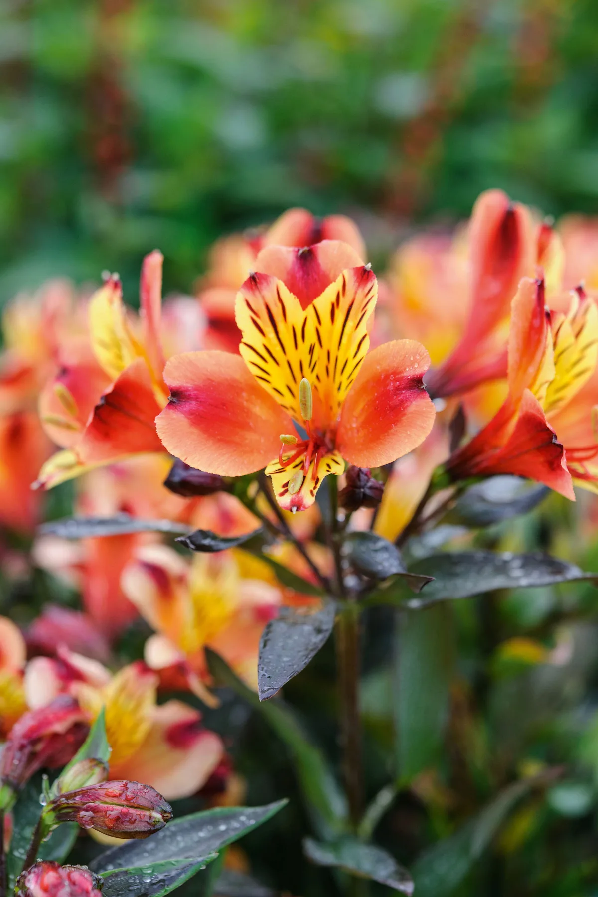 Alstroemeria Indian Summer 'Tesronto'