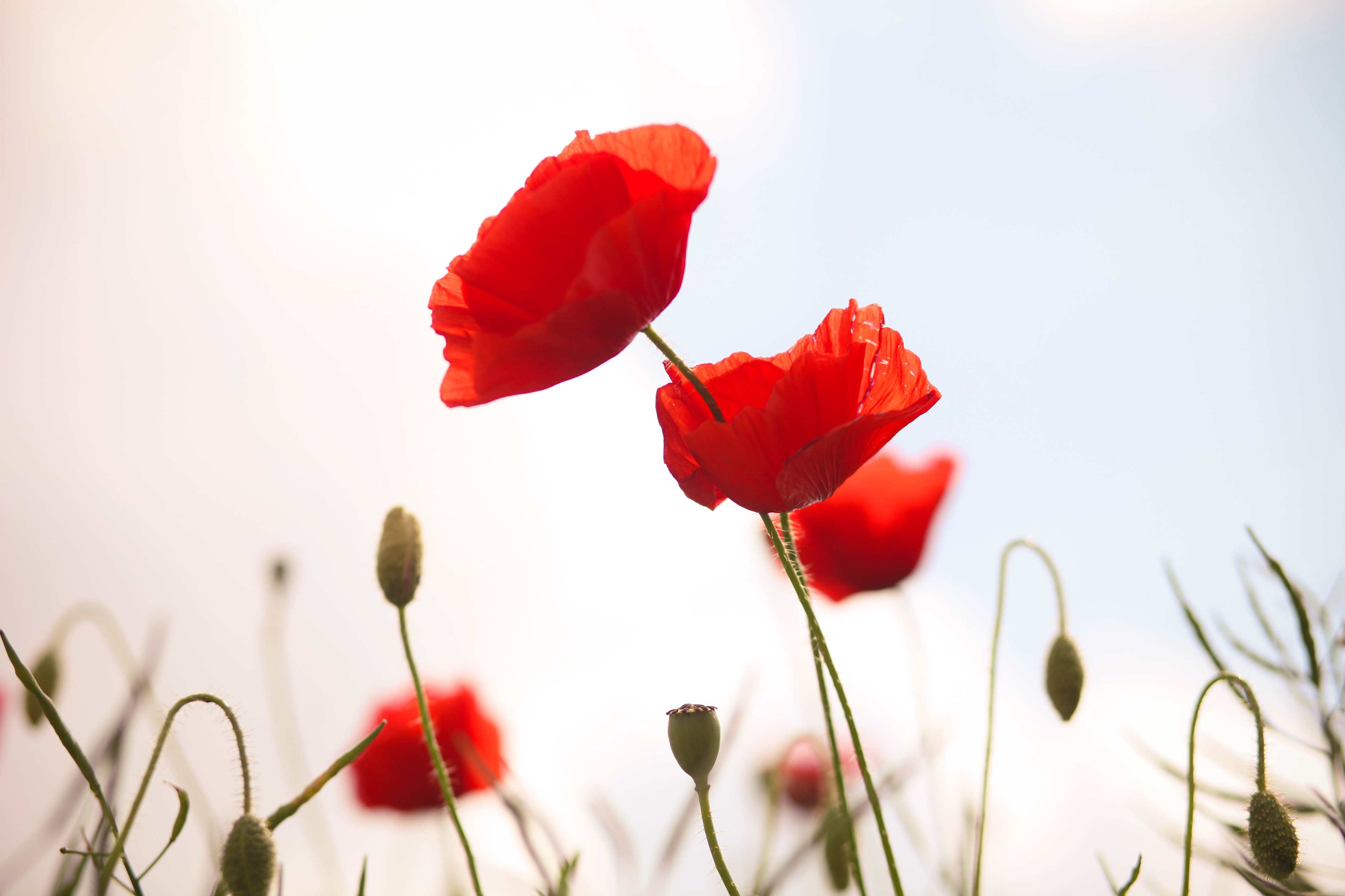 10 facts you probably didn't know about poppies