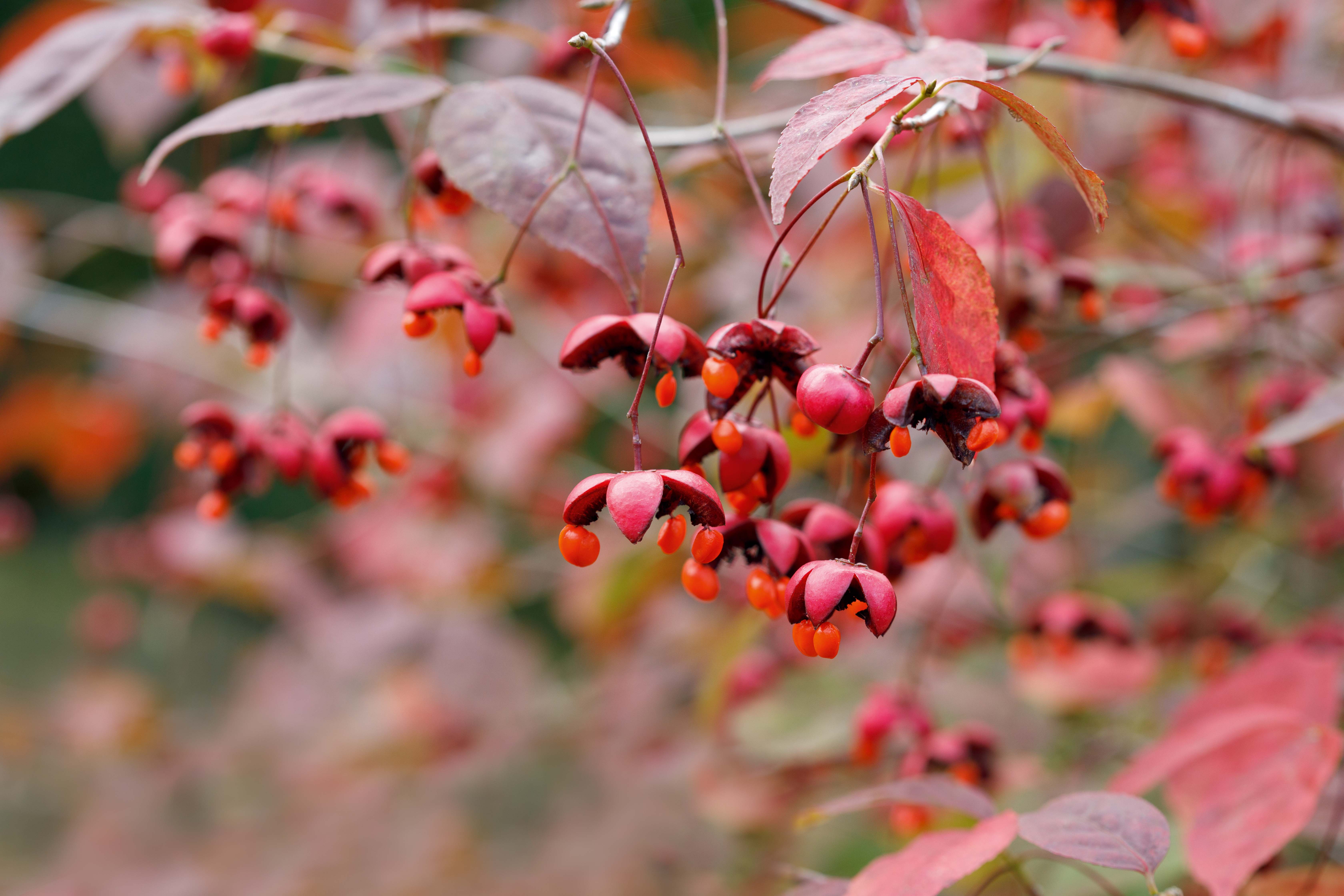 Euonymus oxyphyllus 'Angyo Elegant'