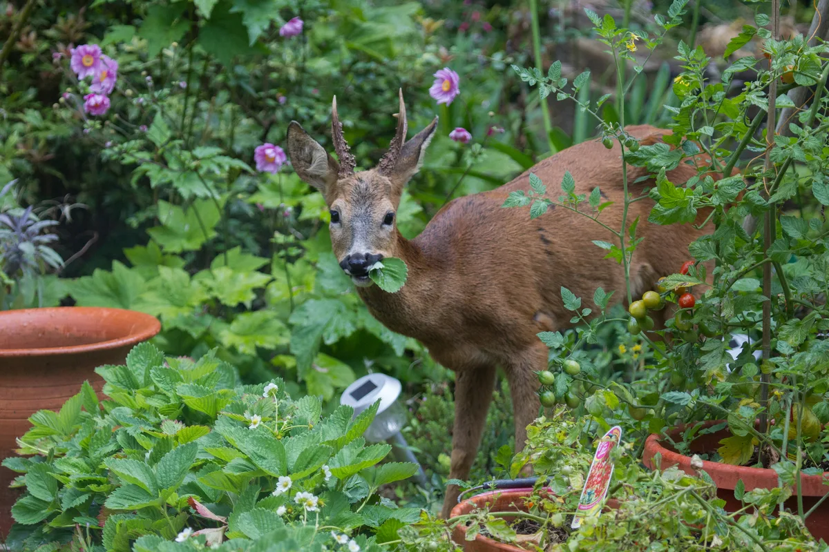 A deer in a garden