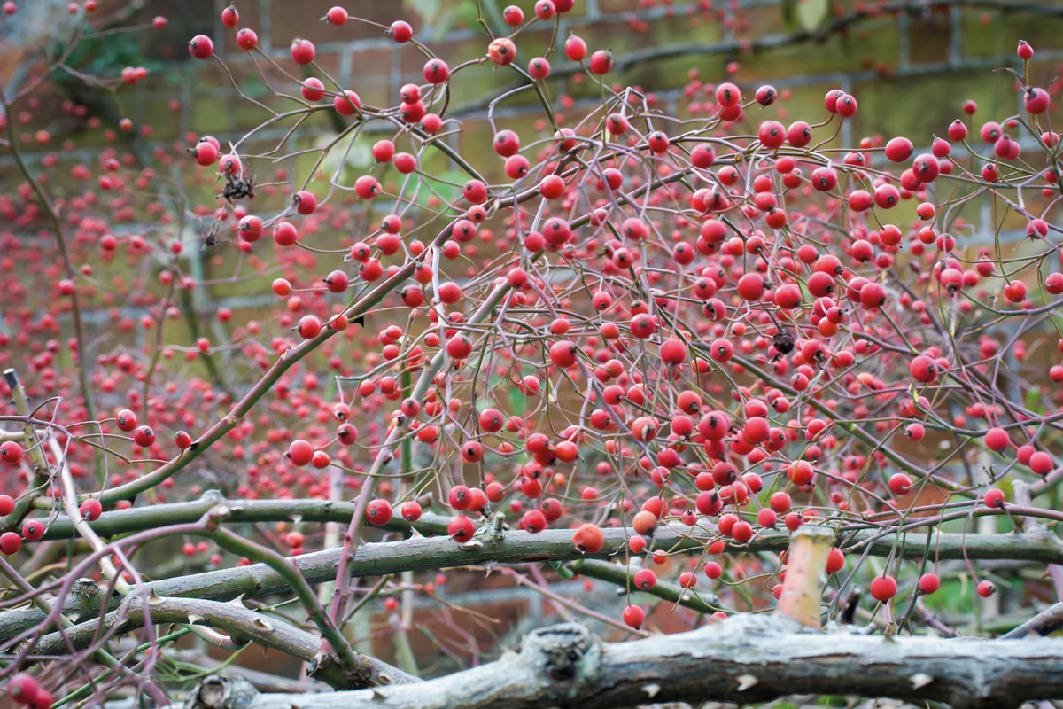Rosa filipes ‘Kiftsgate’