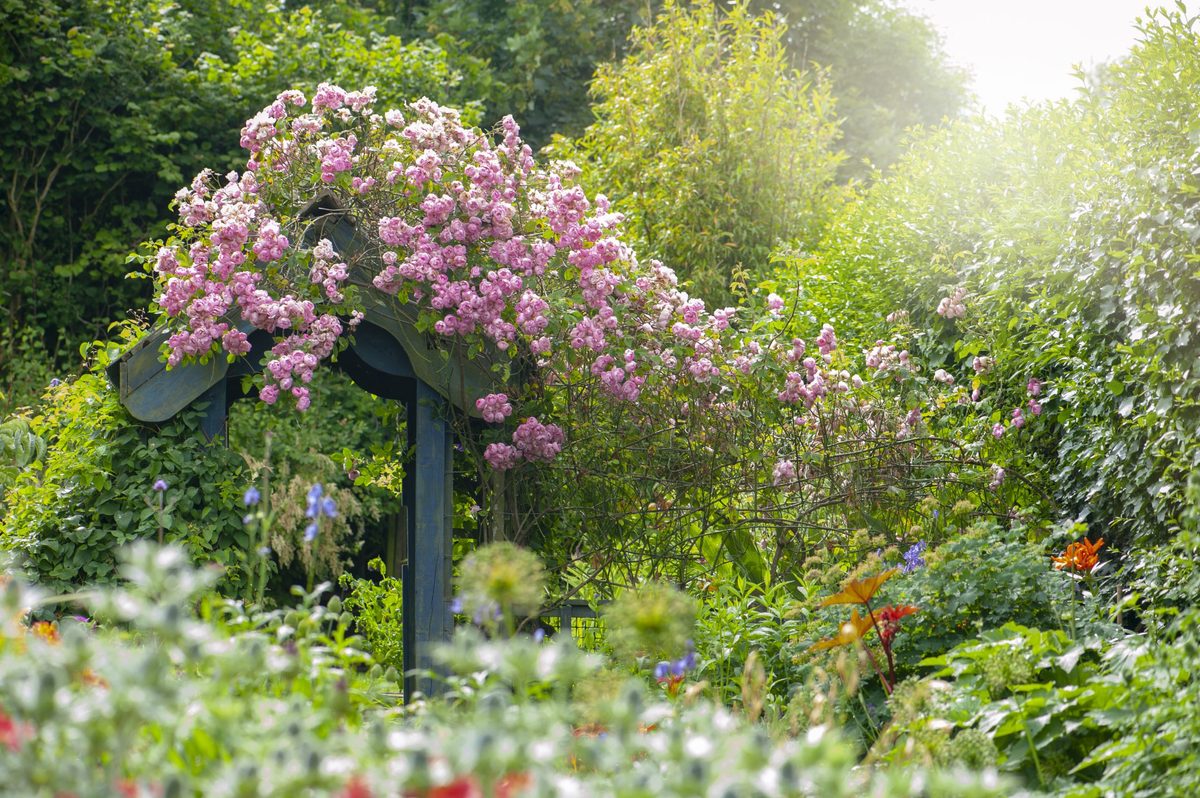 This is the 1 simple trick to having amazing roses next year - and you ...