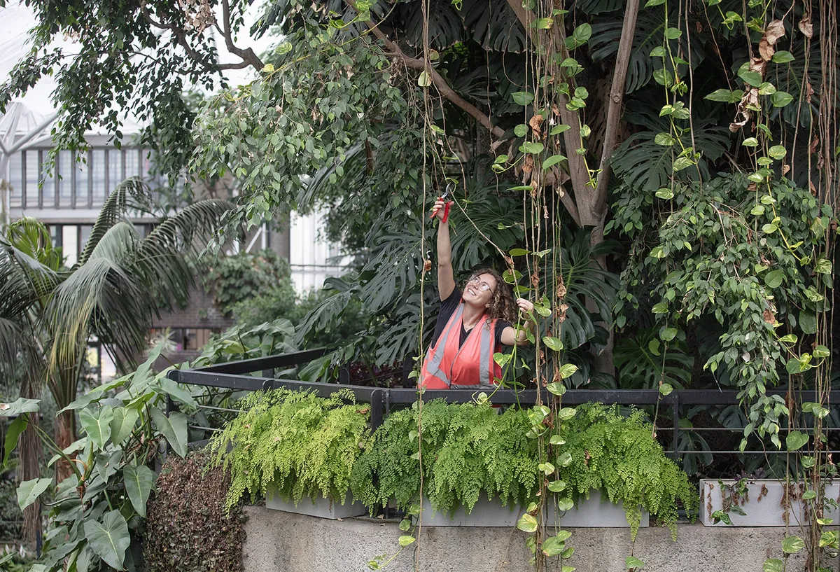 Gardener Azalea Harley taking cuttings at the Barbican Conservtory