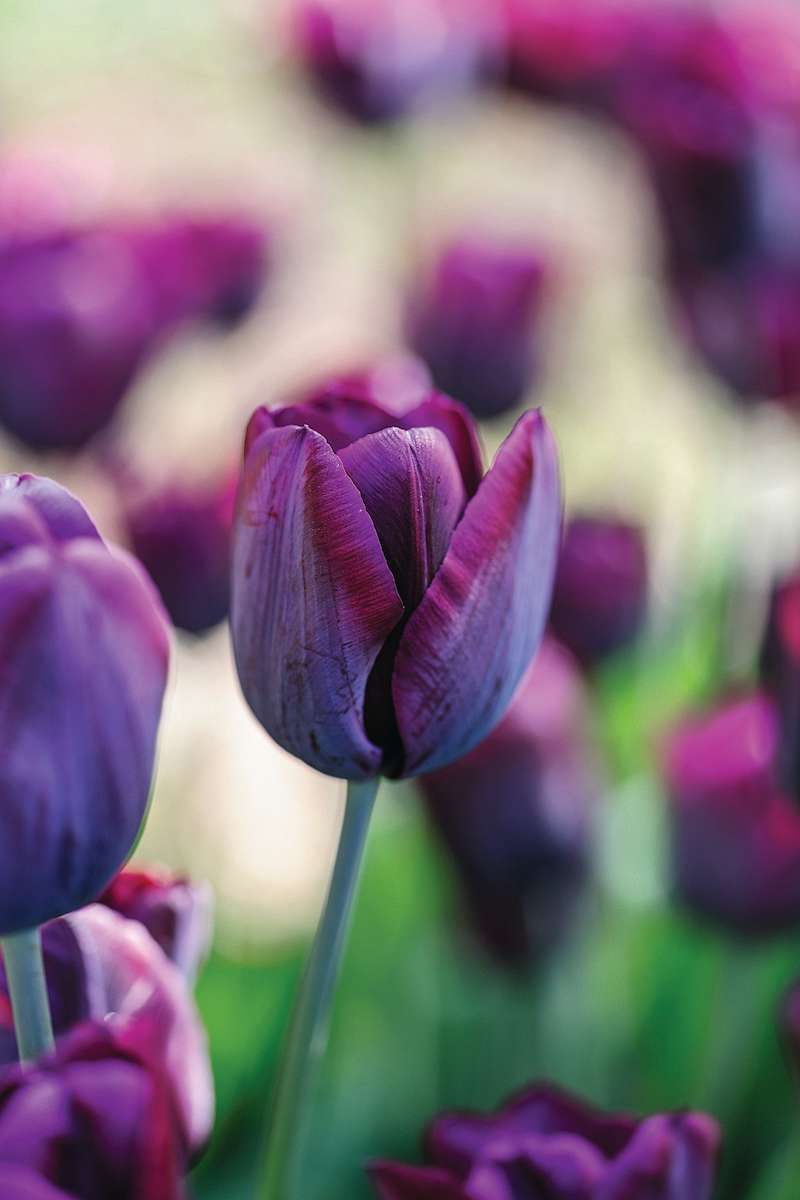 Tulipa ‘Ronaldo’