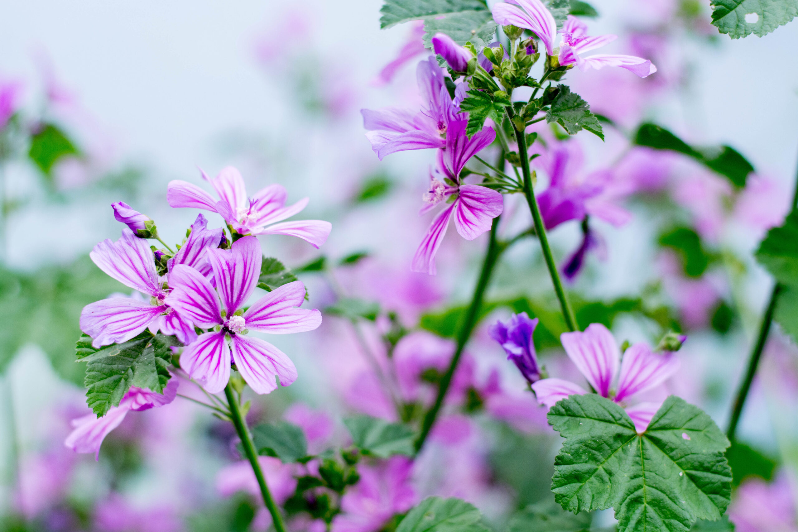 Mallow