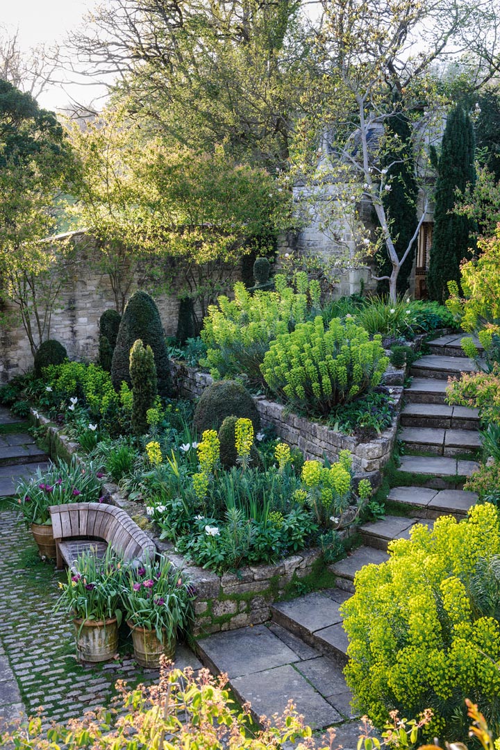 Facing page, From the enclosed, cobbled courtyard behind the house, stone steps curve gently to the path that leads to the greenhouse. Domes of clipped box and yew sit between exuberant clumps of spurge (Euphorbia characias subsp. wulfenii.), with multi-stemmed amelanchiers and a magnolia behind.