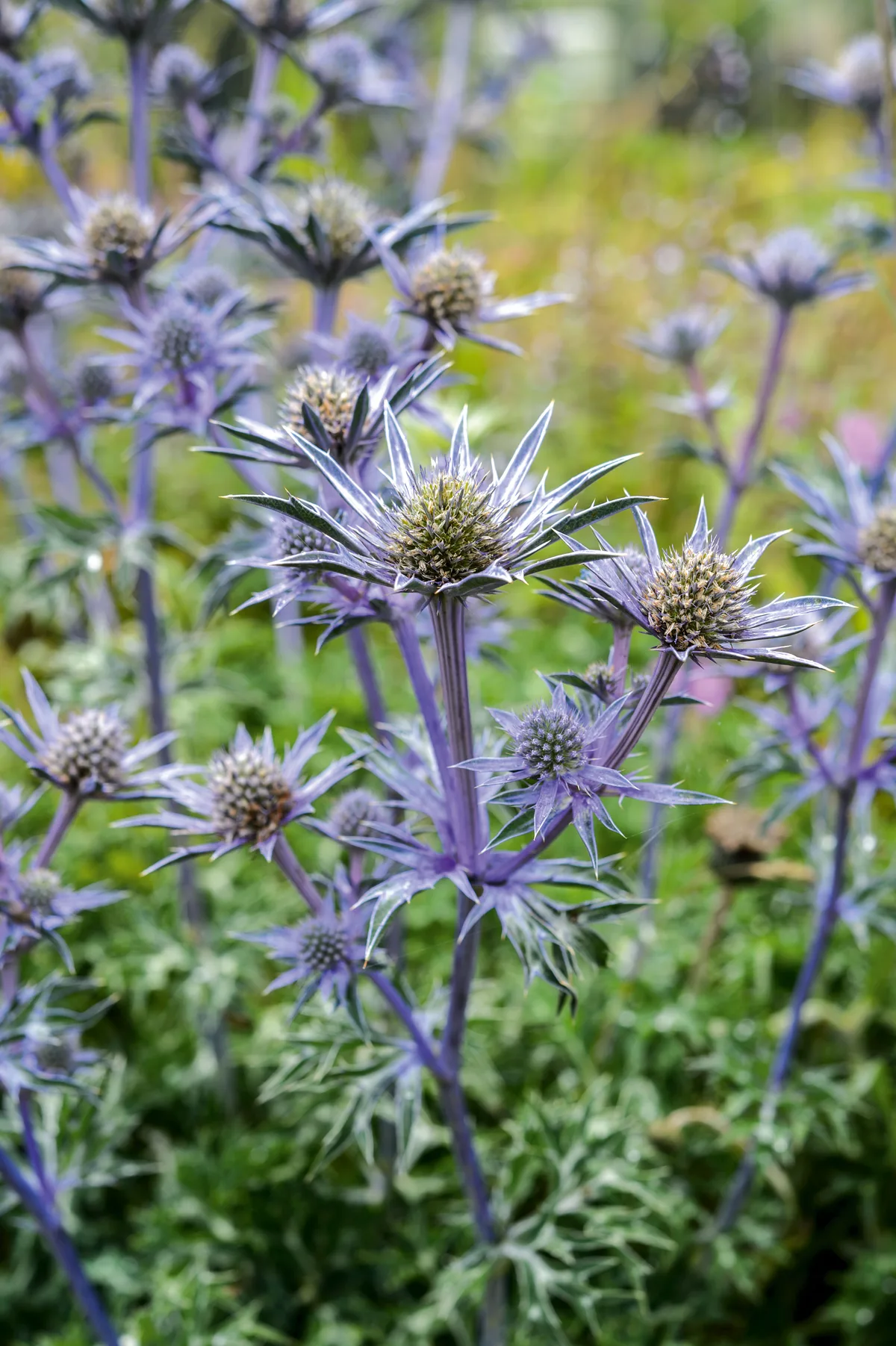 Eryngium bourgatii 'Picos Blue'