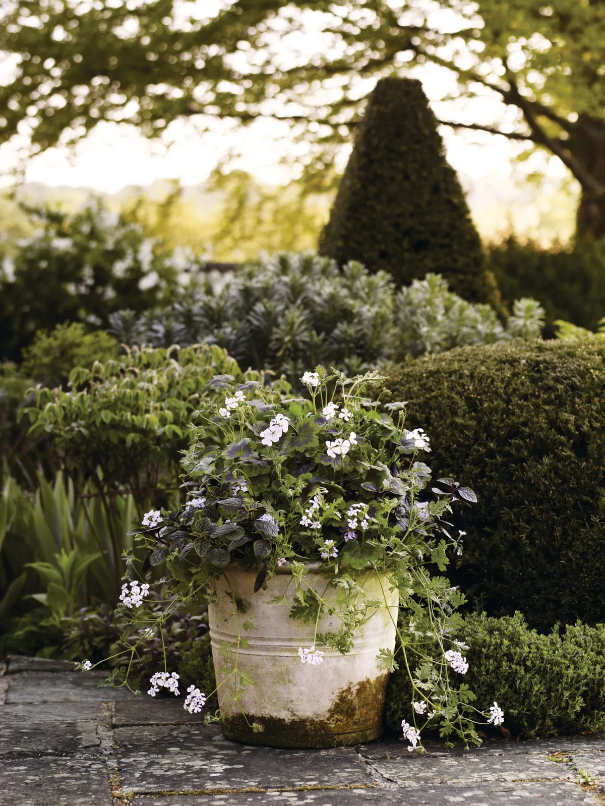 A stylish pot for summer