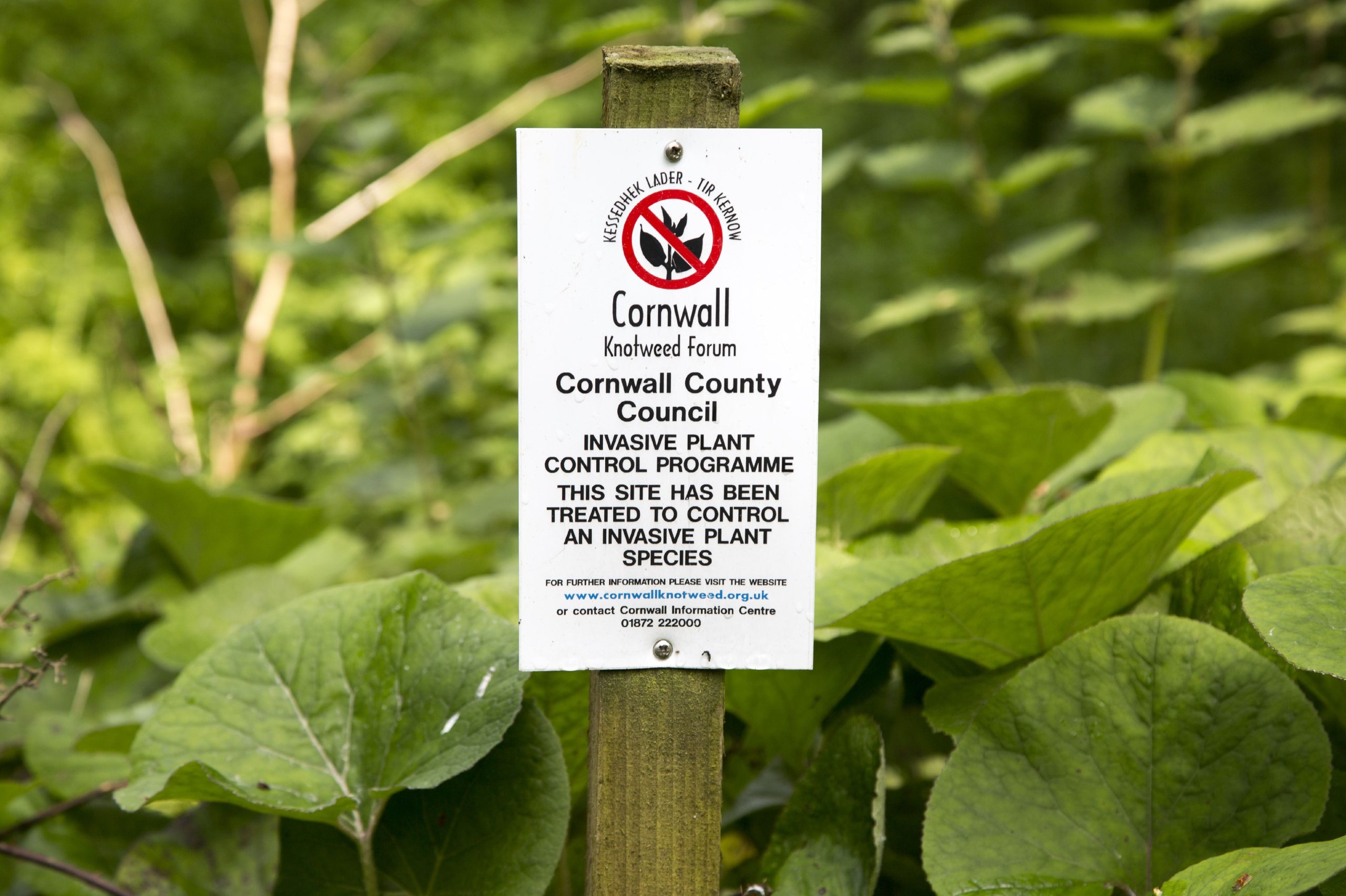 Invasive plant control of Japanese Knotweed 