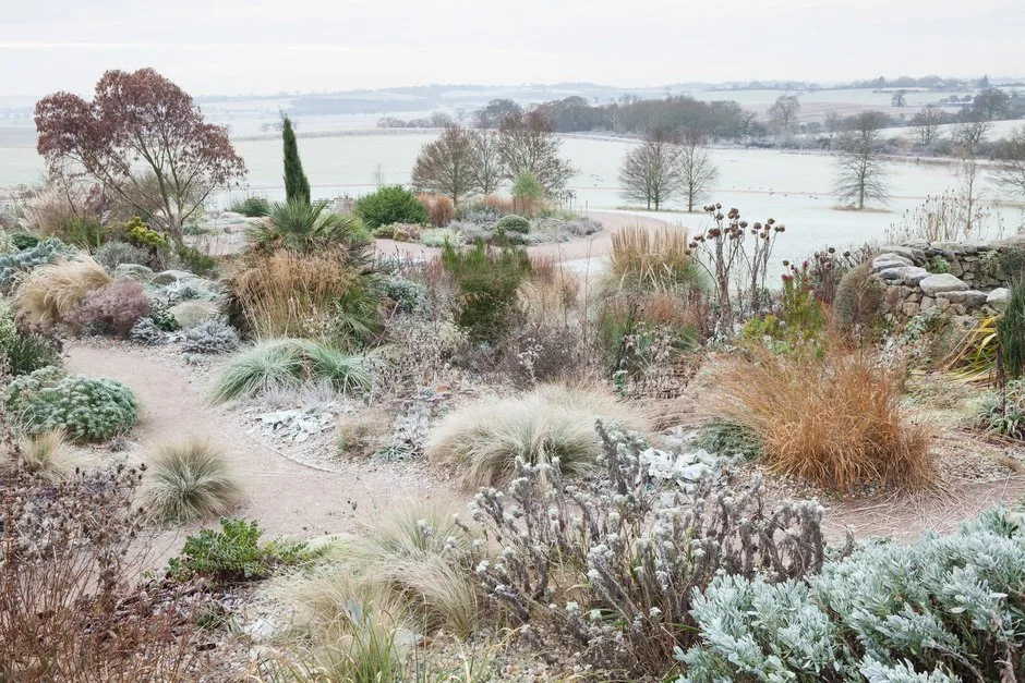 Frost in The Dry Garden in winter at RHS Garden Hyde Hall.