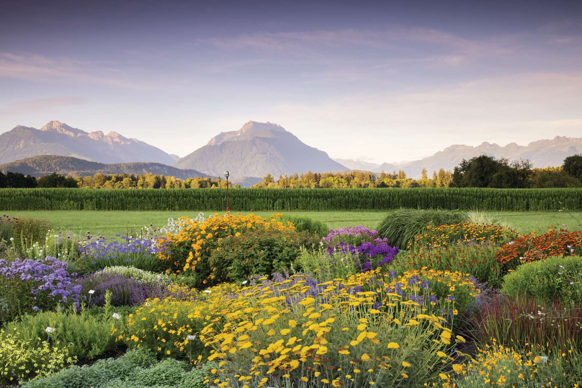 The blooming stock beds of StaudenKopf, framed by agricultural fields, with the Swiss Alps rising up beyond. Almost all of the herbaceous perennials the nursery sells are propagated on-site from plants growing in the ground © Richard Bloom