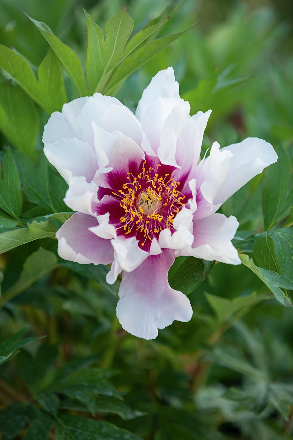 Paeonia 'Cora Louise'