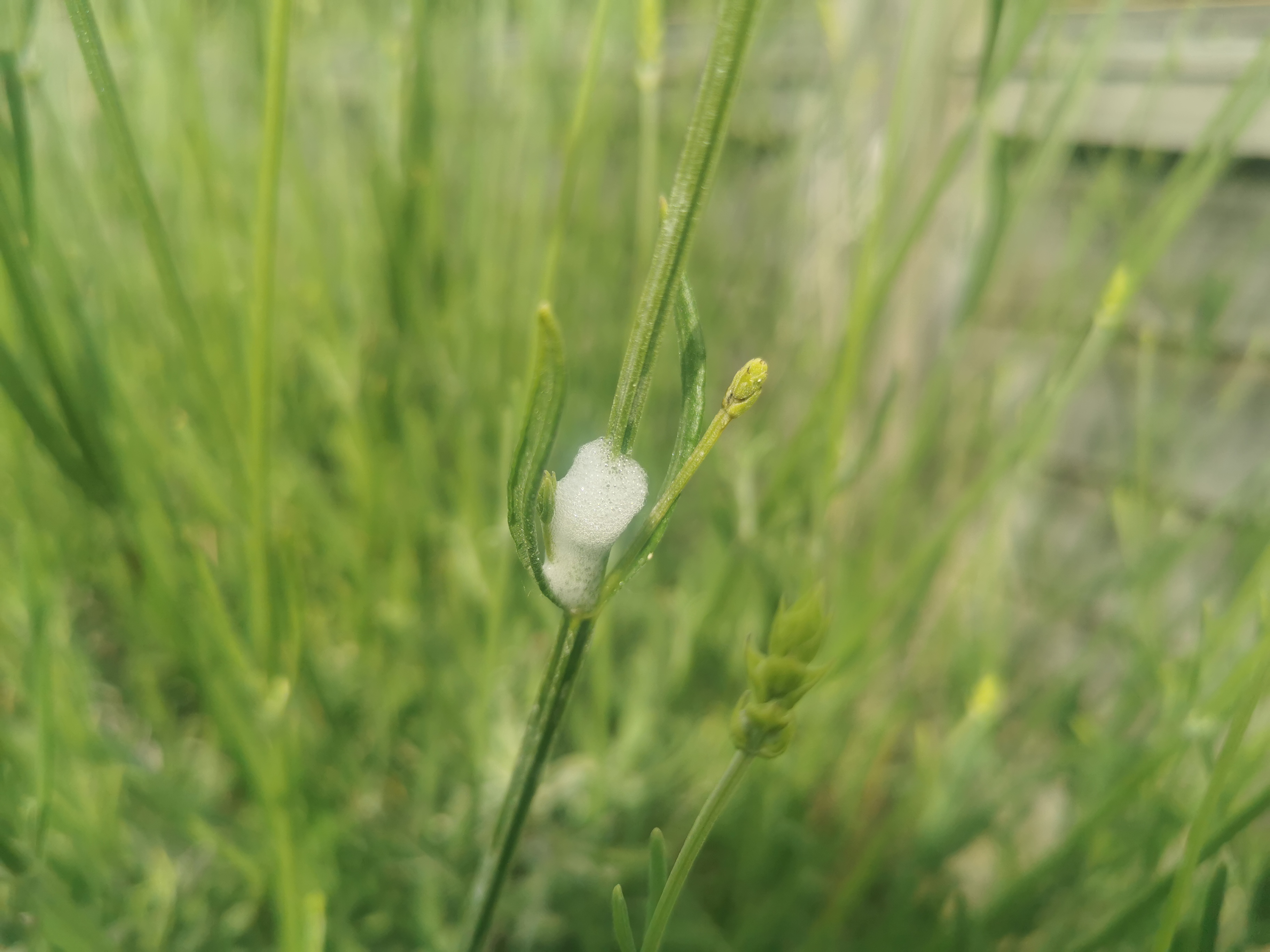 Cuckoo spit