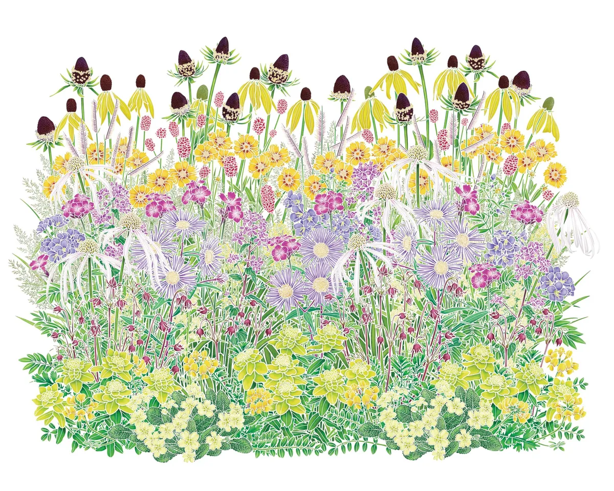 A seeded perennial meadow planting scheme