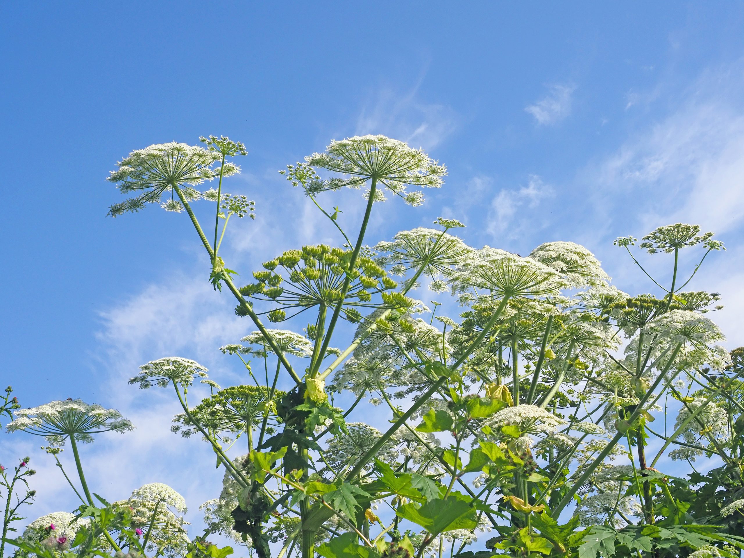 Giant hogweed (Heracleum mantegazzianum),