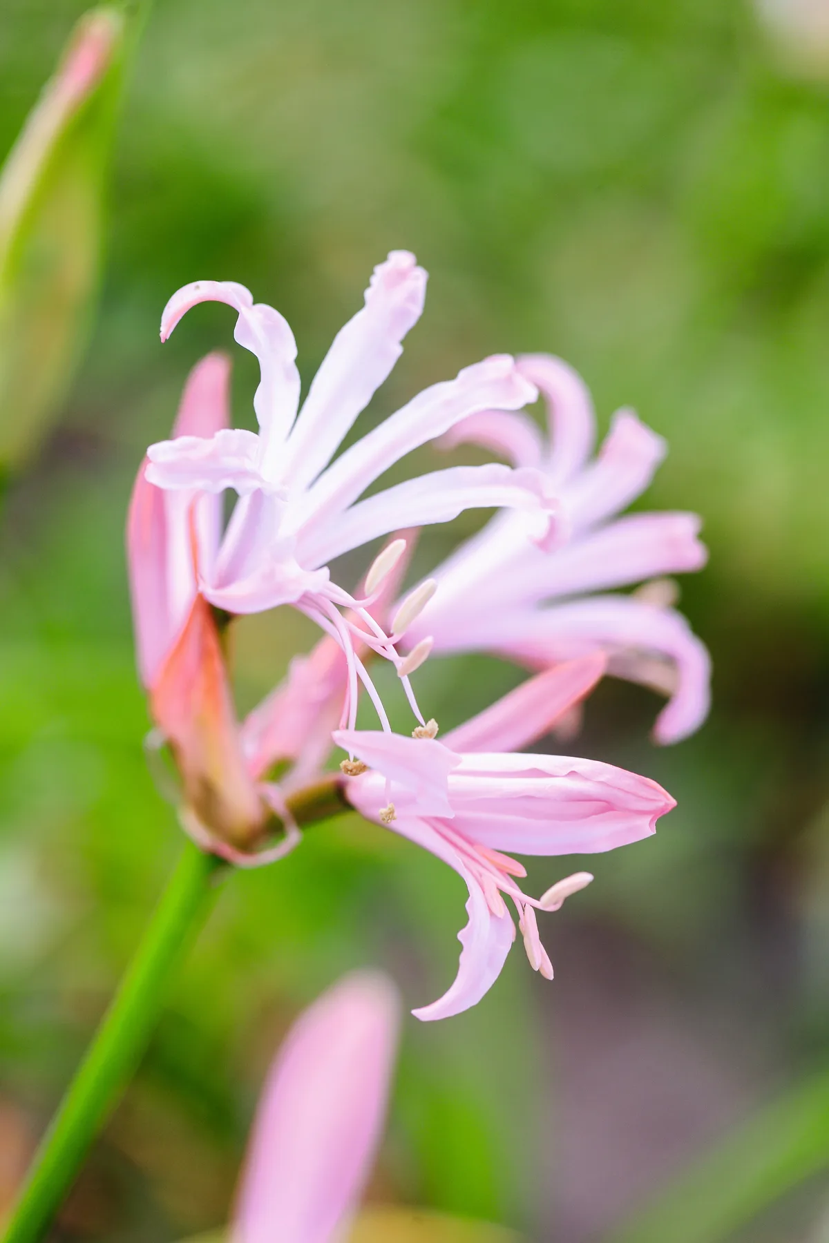 N. bowdenii ‘Vesta K’